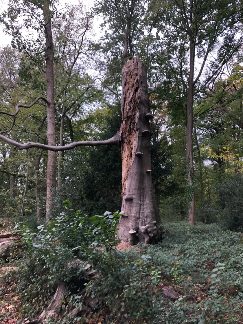 Afgestorven beuk met zwammen op de stam, in een bos.