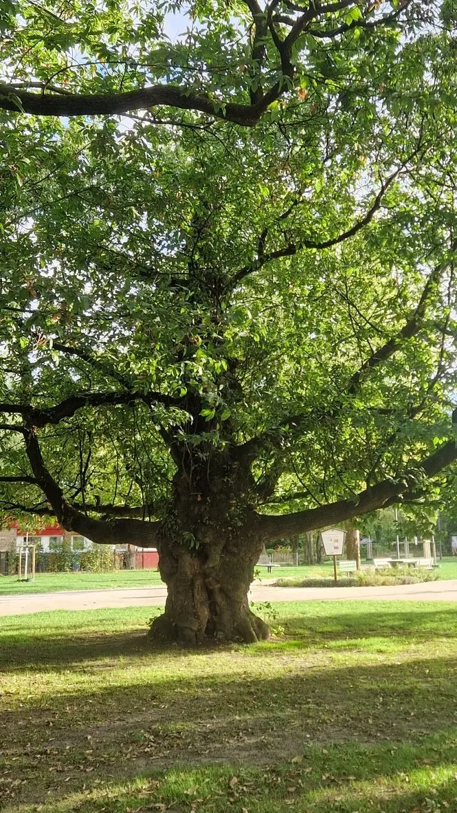 Kastanje met een brede kroon op een gazon, in de zon.