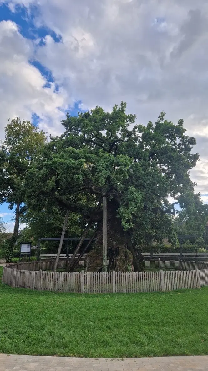 Eeuwenoude eik met houten stutten binnen een omheining, onder een open lucht.